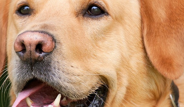 Hund 32zu9 Hund 32zu9