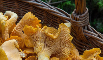 Pilze 32zu9 Pilze 32zu9