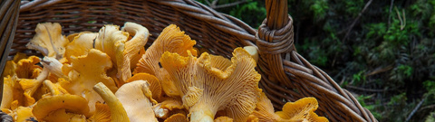 Pilze 32zu9 Pilze 32zu9