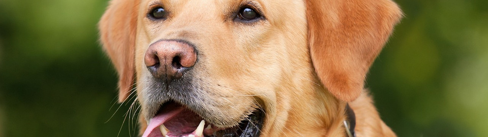 Bildquelle: Chiemsee2016 from Pixabay Hund 32zu9