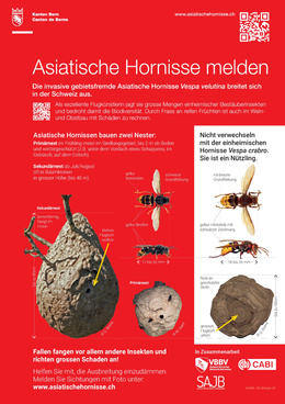 Asiatische Hornisse - VBBV Infoblatt_ Meldeblatt für Asiatische Hornissen